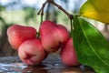 Red rose apple that is cleaned with water and has water droplets, place on the wood table Royalty Free Stock Photo