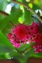 Red rose apple fruit flowers are blooming on tree branches. Also know as jambu air Merah (Syzygium aqueum) Royalty Free Stock Photo