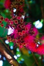 Red rose apple fruit flowers are blooming on tree branches. Also know as jambu air Merah (Syzygium aqueum) Royalty Free Stock Photo