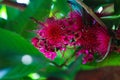 Red rose apple fruit flowers are blooming on tree branches. Also know as jambu air Merah (Syzygium aqueum) Royalty Free Stock Photo