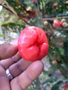 red rose apple fruit ready to eat Royalty Free Stock Photo