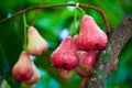 Red rose apple after rain on tree in garden, Thaila Royalty Free Stock Photo