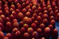 Red rose apple texture wallpapers and backgrounds detail Royalty Free Stock Photo