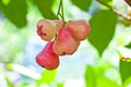 Red rose apple on tree Royalty Free Stock Photo