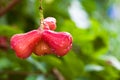 Red rose apple on tree in garden,Thailand Royalty Free Stock Photo