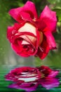Single blooming red rose reflected in the water