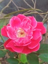 A red rose of Assam .It must be a Valentine& x27;s day speacial as a symble of love .