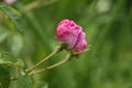 Macro on red rose flower with blur background