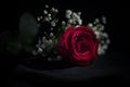 Red Rose with baby`s breath. Royalty Free Stock Photo