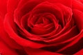 Red rose. Background