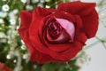 Red rose on background of bouquet