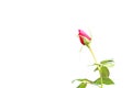 Red rose background, bud flower Royalty Free Stock Photo
