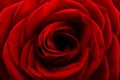 Red rose background