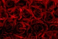 Red rose background, Fake flower. Decoration flora wallpaper.