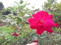 Red rose on a background of green foliage in the garden with hand Royalty Free Stock Photo