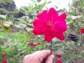 Red rose on a background of green foliage in the garden with hand Royalty Free Stock Photo