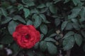 A red rose on a background of green leaves Royalty Free Stock Photo