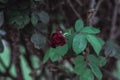 A red rose on a background of green leaves Royalty Free Stock Photo