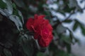 A red rose on a background of green leaves Royalty Free Stock Photo