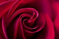 Red rose background - natural flower closeup Royalty Free Stock Photo