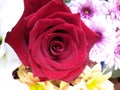 Red rose on a background of other flowers