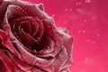 A red rose on a red background, under water in air bubbles.