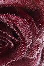 A red rose on a red background, under water in air bubbles.