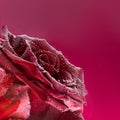 A red rose on a red background, under water in air bubbles.