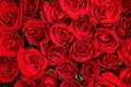 Red rose background. Valentines day concept Royalty Free Stock Photo