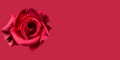 Red Rose On Red Background For Valentines Day. Symbols Of Love For Happy Women`s, Mother`s, Valentine`s Day, Birthday Greeting