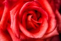 red rose background