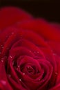 Red Rose Background Royalty Free Stock Photo
