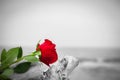 Red rose on the beach. Color against black and white. Love, romance, melancholy concepts. Royalty Free Stock Photo