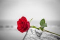 Red rose on the beach. Color against black and white. Love, romance, melancholy concepts. Royalty Free Stock Photo
