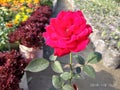 Red Rose Royalty Free Stock Photo