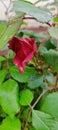 red rose so beautiful  flower  lovly Royalty Free Stock Photo