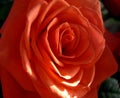 Red rose ,beautiful flower, sunnyday