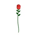 Red rose . Beautiful flower on white background Royalty Free Stock Photo
