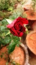 Red rose beautiful Royalty Free Stock Photo