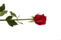 Red rose beautiful isolated on white background Royalty Free Stock Photo