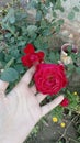 Red rose in beautiful pakistani girl Royalty Free Stock Photo