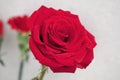 Red rose Royalty Free Stock Photo