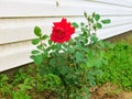 THe Blooming Red of Life`s Love Royalty Free Stock Photo