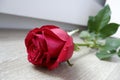 1 red rose with beauty on the wooden floor Royalty Free Stock Photo