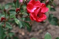Red rose and bee in garden Royalty Free Stock Photo