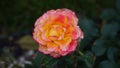 Red rose big and magnificent. Mature rose closeup.