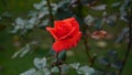 Red rose big and magnificent. Mature rose closeup.