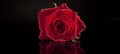 Red rose on black Royalty Free Stock Photo