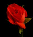 Red rose on black. Royalty Free Stock Photo