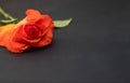 Red rose on black bacground Royalty Free Stock Photo